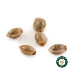 3 Auto Feminized Cannabis Seeds - West Coast Cannabis