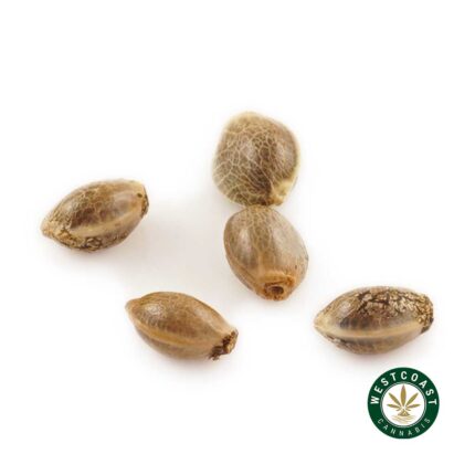3 Auto Feminized Cannabis Seeds - West Coast Cannabis