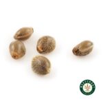 3 Auto Feminized Cannabis Seeds - West Coast Cannabis