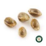 3 Auto Feminized Cannabis Seeds - West Coast Cannabis