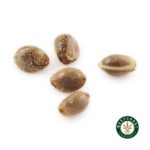 3 Auto Feminized Cannabis Seeds - West Coast Cannabis