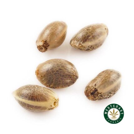 3 Auto Feminized Cannabis Seeds - West Coast Cannabis