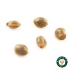 3 Auto Feminized Cannabis Seeds - West Coast Cannabis