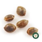 3 Auto Feminized Cannabis Seeds - West Coast Cannabis
