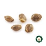 3 Auto Feminized Cannabis Seeds - West Coast Cannabis