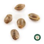 3 Auto Feminized Cannabis Seeds - West Coast Cannabis