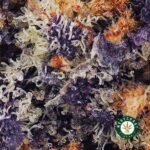 9LBS Hammer AAAA - West Coast Cannabis