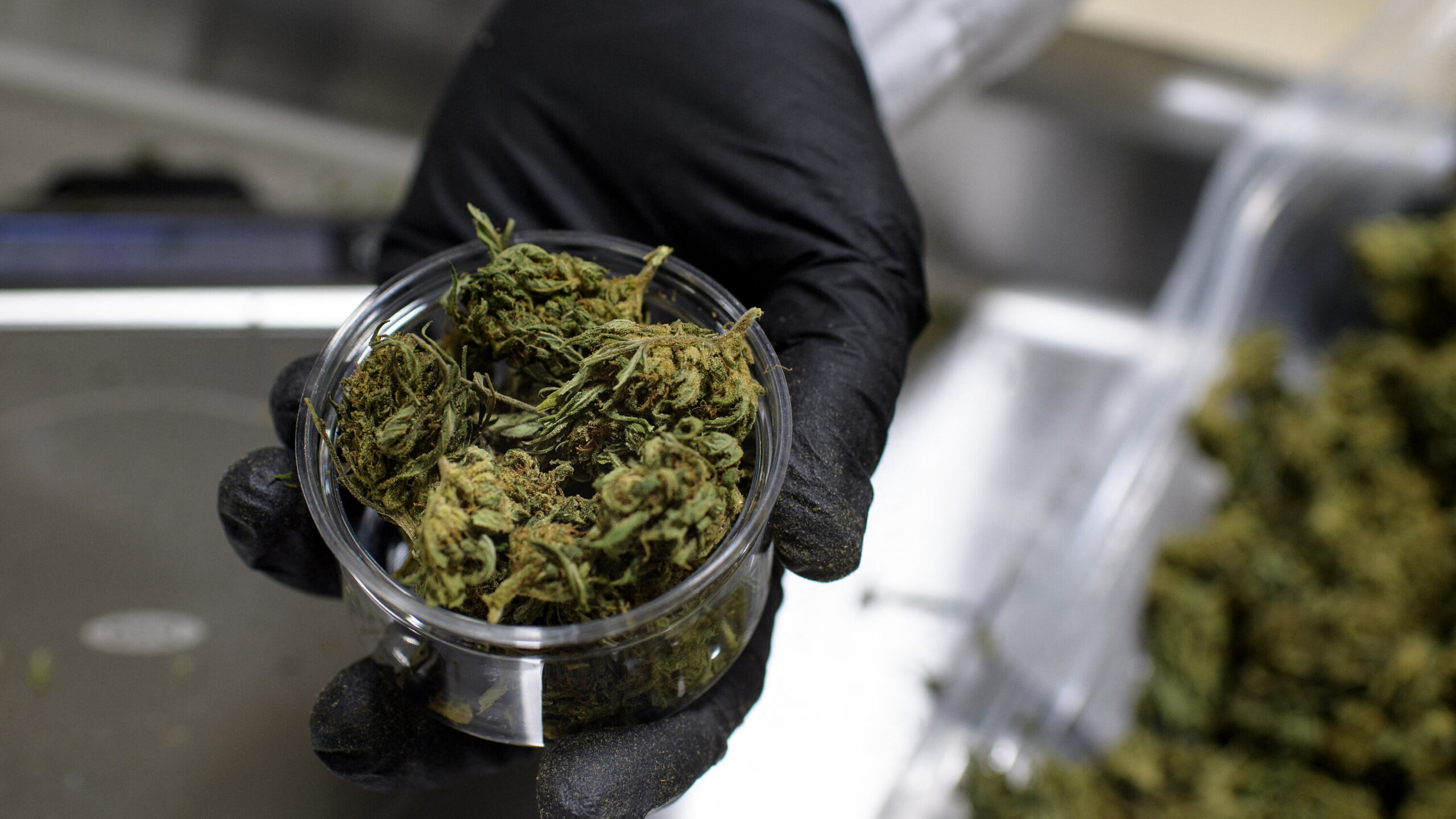 Buy Weed Online Montreal