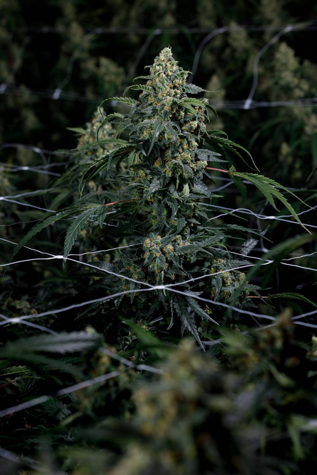 wccannabis