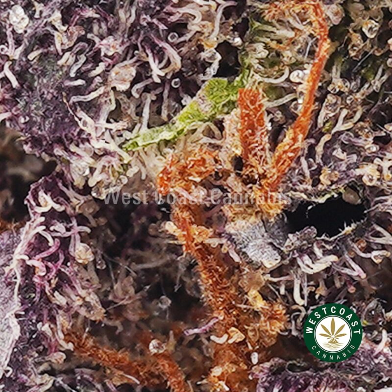 Acapulco Gold AAA - West Coast Cannabis