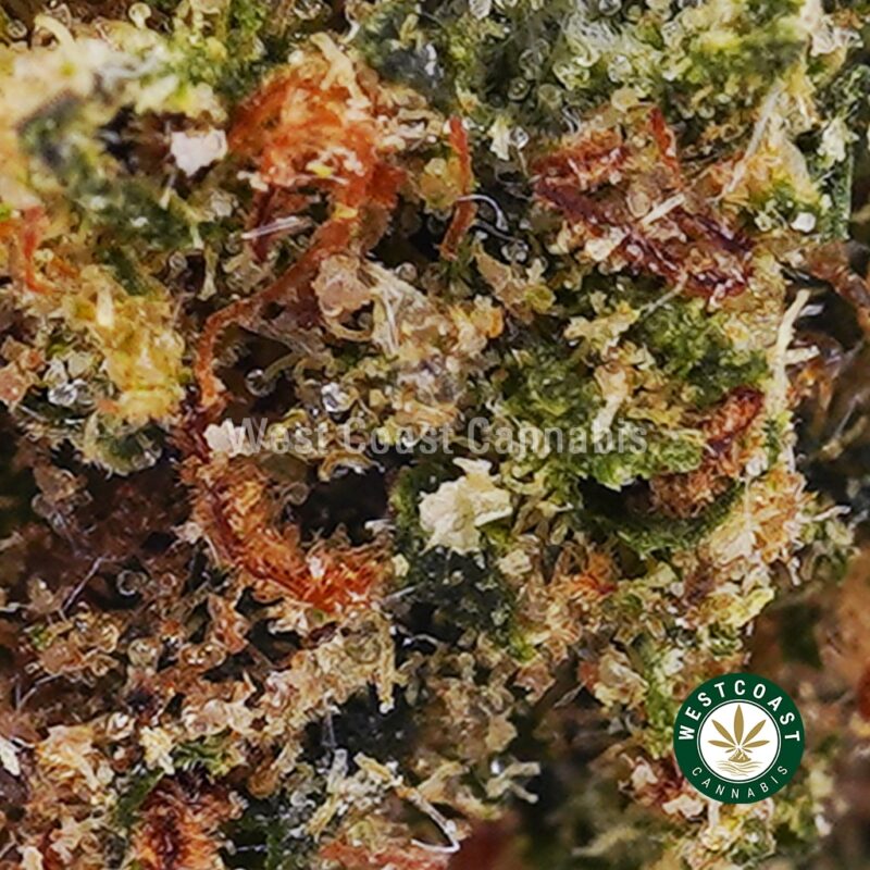 Afghan Horsemen AA - West Coast Cannabis