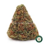Afghan Horsemen AA - West Coast Cannabis