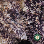 Afghan Skunk AAA - West Coast Cannabis