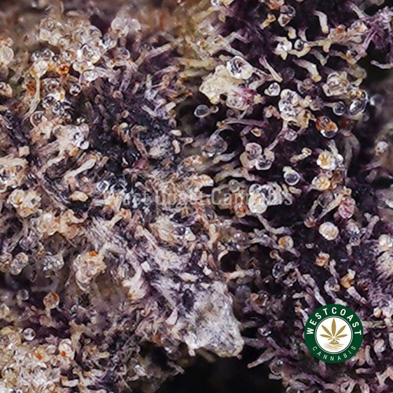 Afghan Skunk AAA - West Coast Cannabis