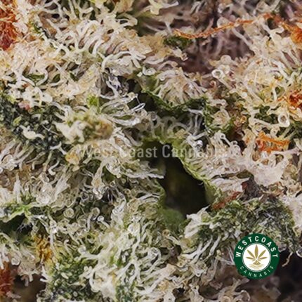 Astro Cookies AAAA (Popcorn Nugs) - West Coast Cannabis