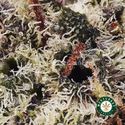 Atomic Blueberry AAAA - West Coast Cannabis