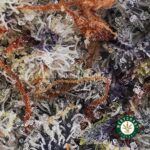 Blackberry Haze AAAA - West Coast Cannabis