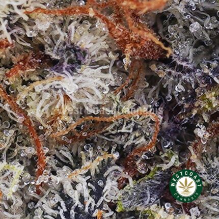 Blackberry Haze AAAA - West Coast Cannabis