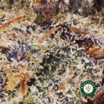 Blackberry Kush AA - West Coast Cannabis