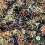 Blueberry Icewreck AAAA - West Coast Cannabis