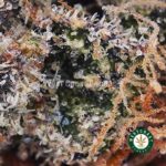 Bluefin Tuna AAA - West Coast Cannabis