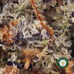 Buy 33 Splitter AAAA+ - West Coast Cannabis