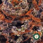 Buy Alaskan Thunder Fuck Strain Online - Alaskan Thunder Fuck