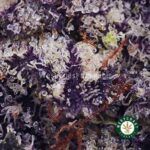 Buy Budzilla AAAA+ - West Coast Cannabis