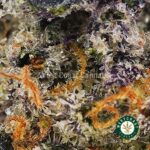Buy Couch Lock - Best Couch Lock Strain Online