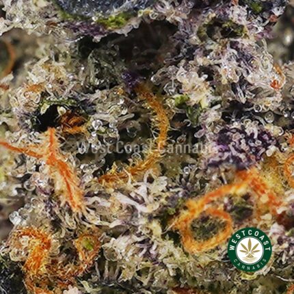 Buy Couch Lock - Best Couch Lock Strain Online
