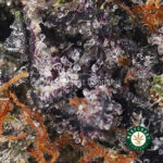 Buy God's Breath AAAA+ - West Coast Cannabis