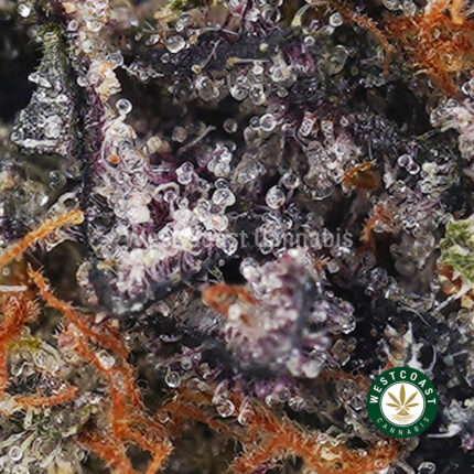 Buy God's Breath AAAA+ - West Coast Cannabis