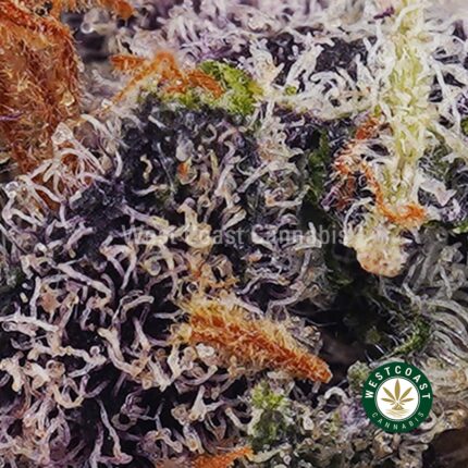 Buy Granddaddy Purple AAAA Online - West Coast Cannabis