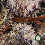 Buy Incredible Grape Ape AAAA+ - West Coast Cannabis