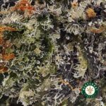 Buy Island Pink Kush AAAA+ - West Coast Cannabis
