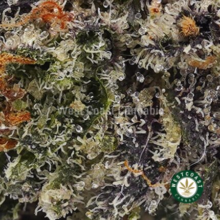 Buy Island Pink Kush AAAA+ - West Coast Cannabis