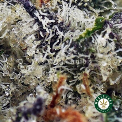 Buy Laughing Buddha Strain Online - Best Laughing Buddha Weed