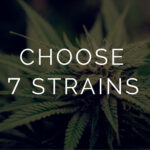 Buy Multi Pack - Sample 7g Quarter - 7 X 1g Online