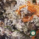 Buy OG Octane Strain - High Octane OG Kush Online