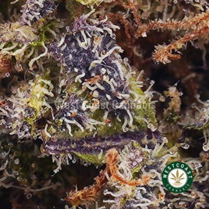 Buy Pineapple Express Strain Online - Pineapple Express AAA