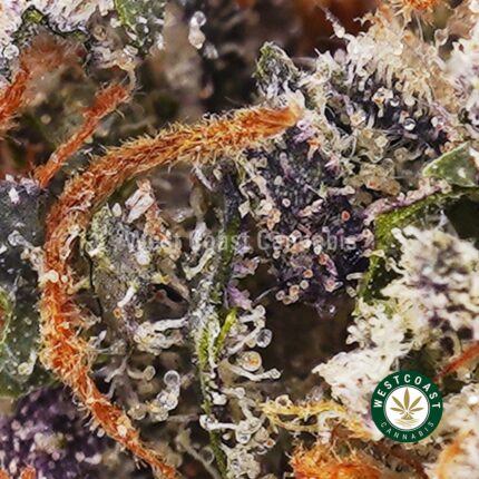 Buy Pink Bruce Banner AAAA+ - West Coast Cannabis