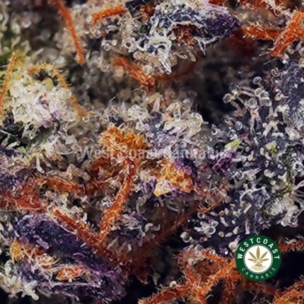 Buy Pink Rob Ford AAAA+ - West Coast Cannabis