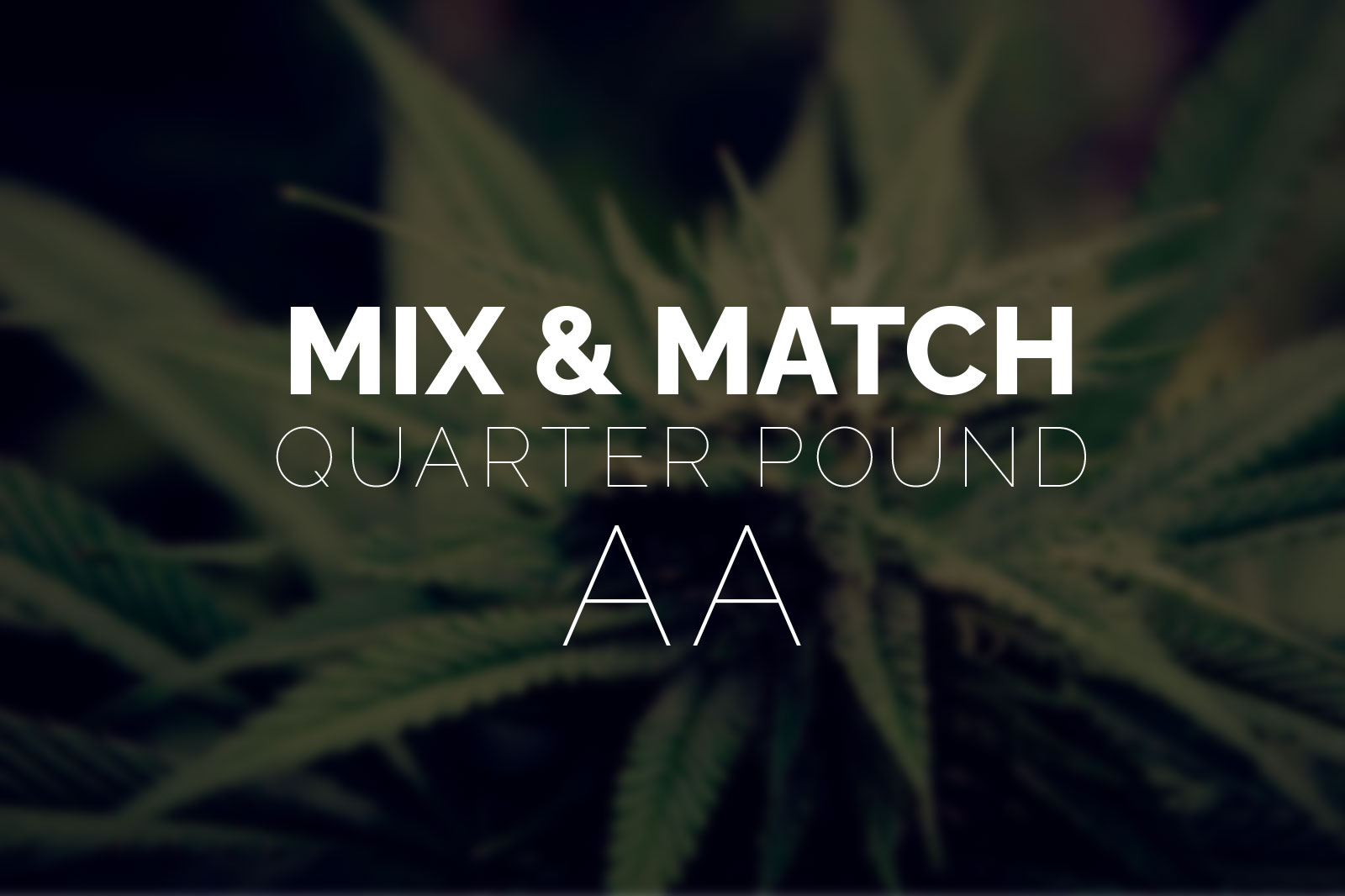 Buy Quarter Pound of Weed Online. Mix & Match AA Strains Now Buy Quarter Pound of Weed Online. Mix & Match AA Strains Now