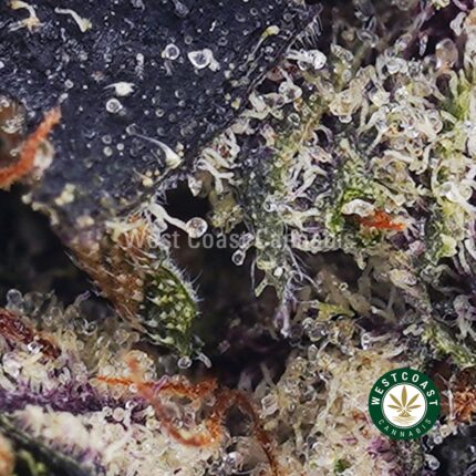 Buy Tom Ford Pink Kush Strain - Best Tom Ford Pink Kush AAAA+