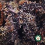 Buy Z Plitter Strain Online - Best Z Plitter Weed Strain