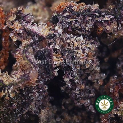 Buy Z Plitter Strain Online - Best Z Plitter Weed Strain