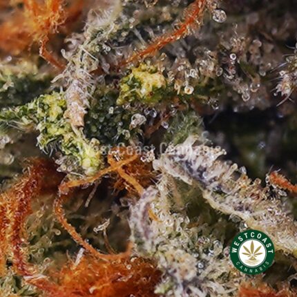 Cali Bubba AAA - West Coast Cannabis