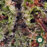 Chemdawg AAAA (Popcorn Nugs) - West Coast Cannabis