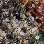 Chocolate Kush AAAA - West Coast Cannabis