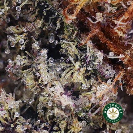 Chocolate Kush AAAA - West Coast Cannabis